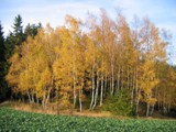 Herbst 2008